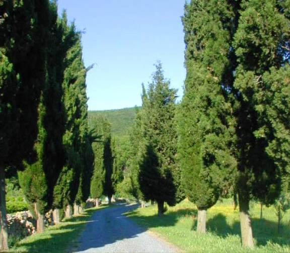 Agriturismo Natura E Salute San Gimignano Dış mekan fotoğraf